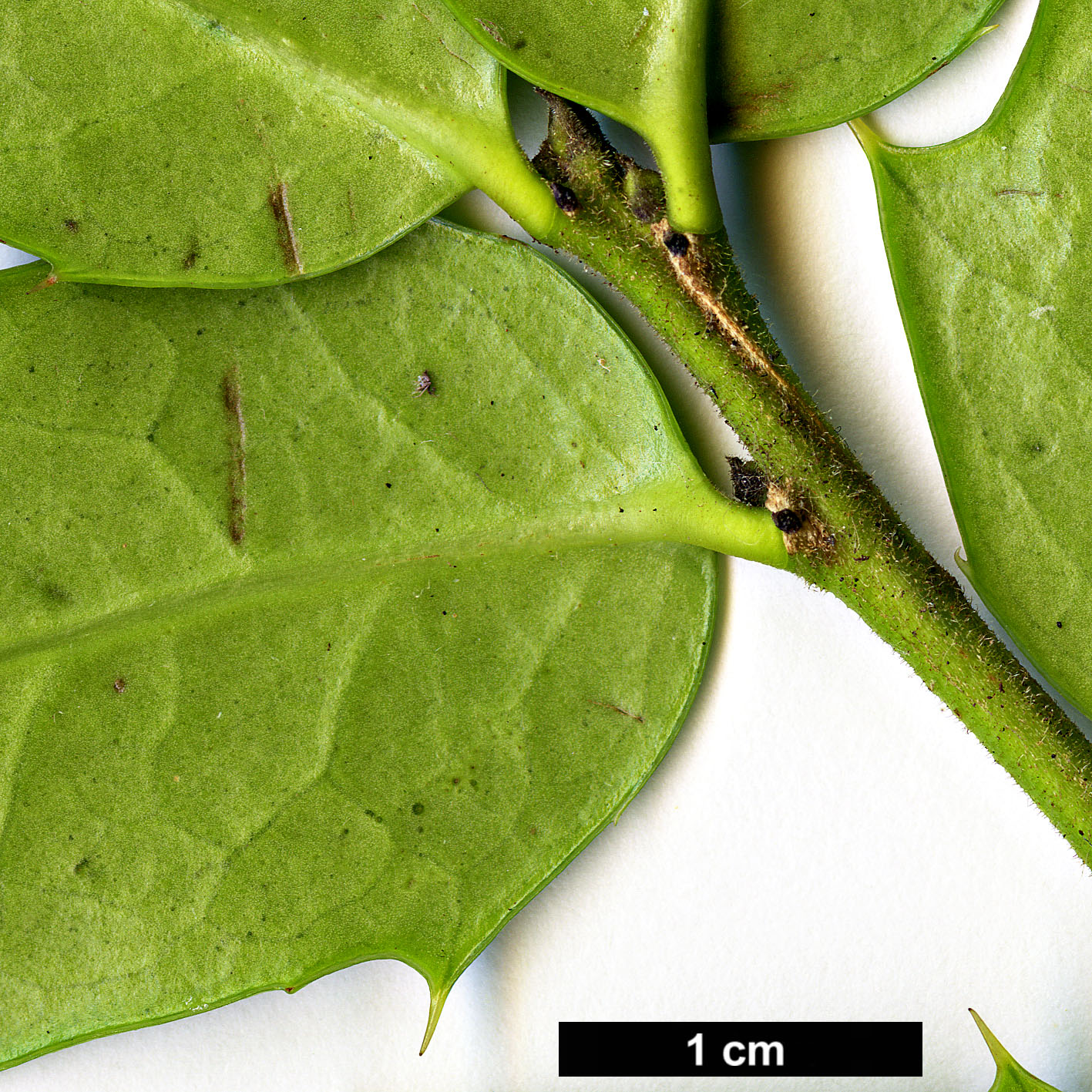 High resolution image: Family: Aquifoliaceae - Genus: Ilex - Taxon: bioritsensis